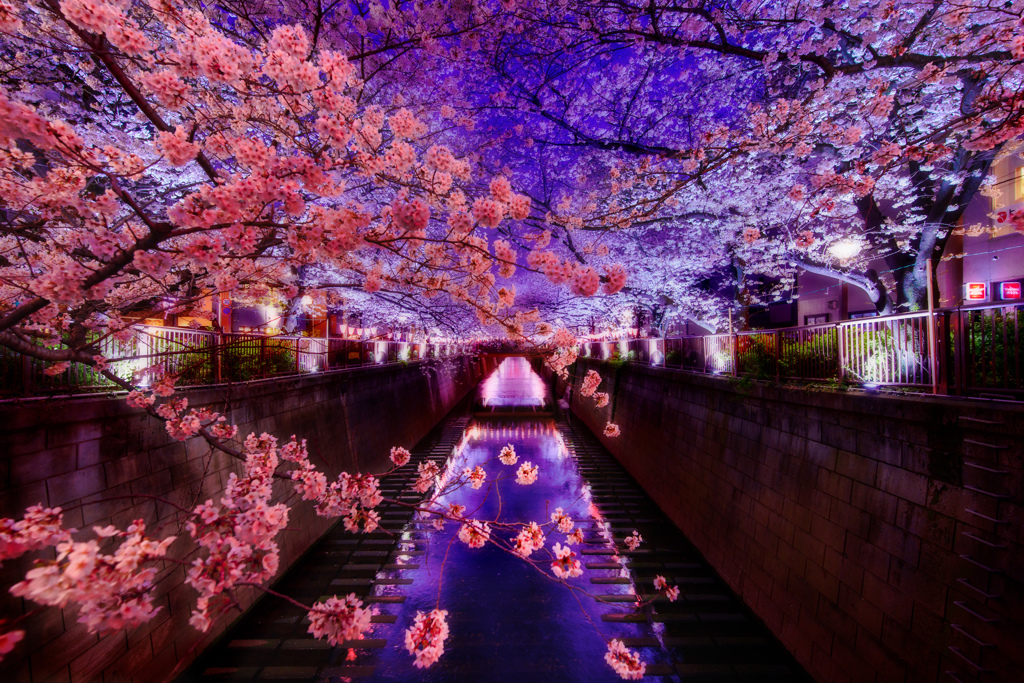 桜ネーション