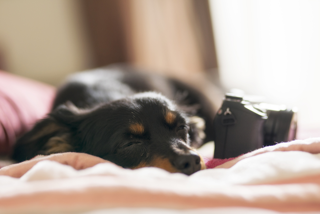 αと愛犬