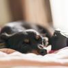 αと愛犬