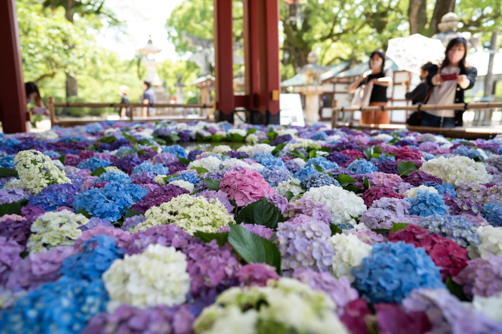 太宰府天満宮　紫陽花