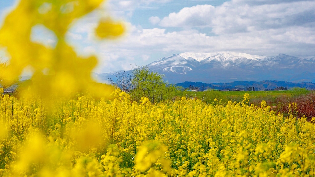 菜の花と蔵王山