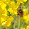 菜の花とハチ