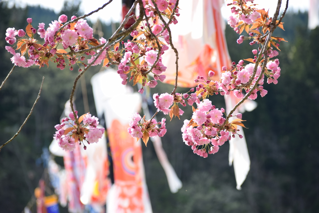 散りかけの八重桜と残念な鯉のぼり
