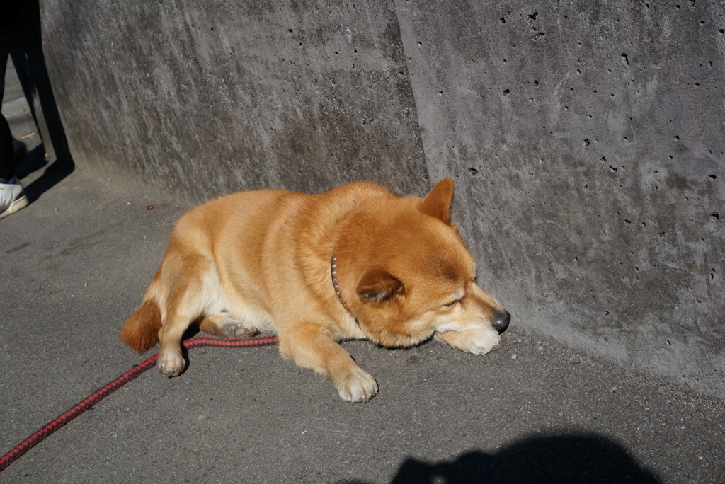 おねむのわんこ