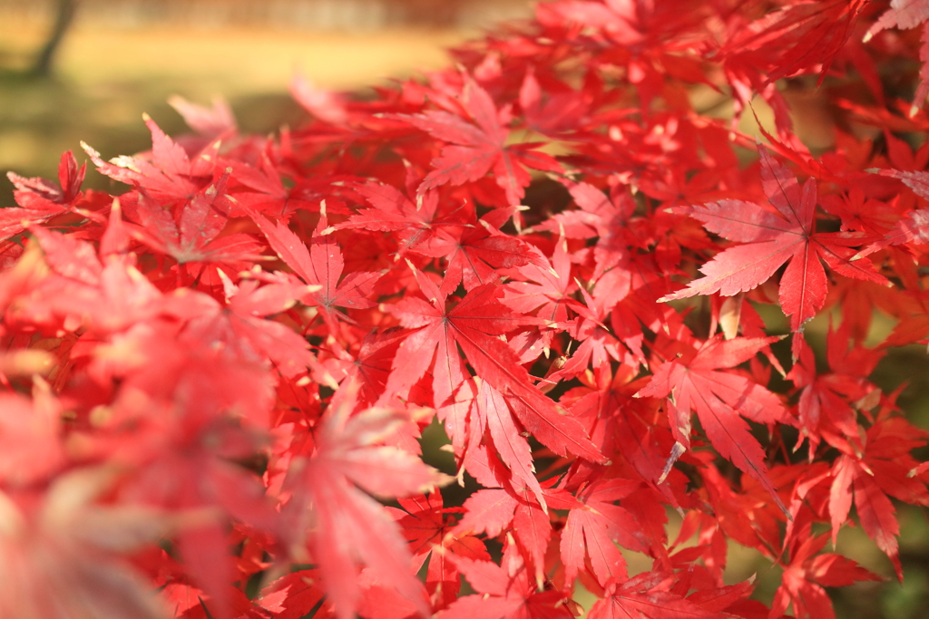 浜離宮の紅葉_02