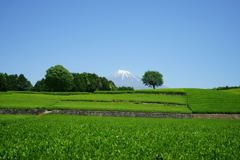 大淵笹葉の茶畑2
