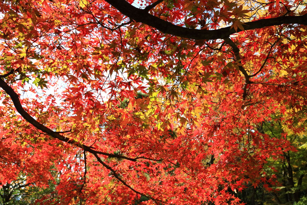 浜離宮の紅葉_01