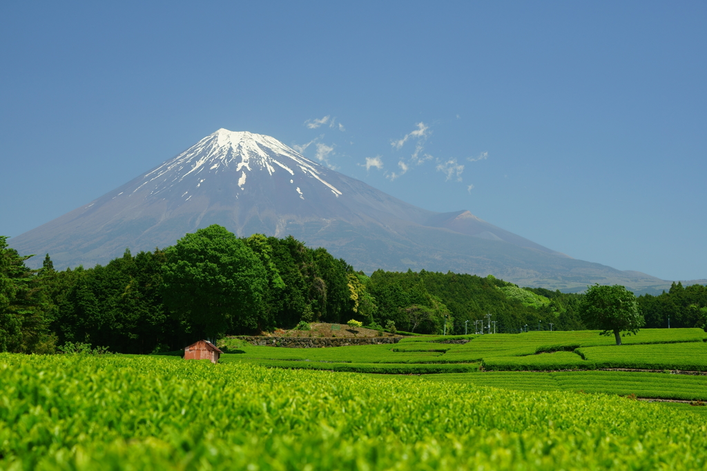 大淵笹葉の茶畑