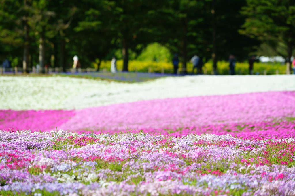 芝桜の絨毯