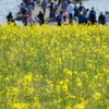 国営ひたち海浜公園_01