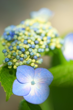 北鎌倉の紫陽花_07