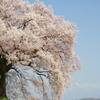 わに塚の桜