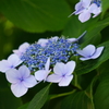 伊豆の紫陽花