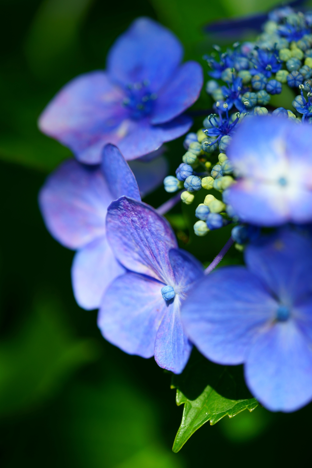 北鎌倉の紫陽花_06