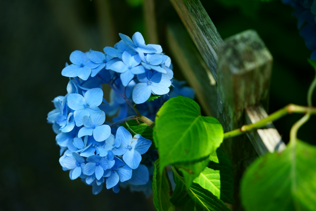 北鎌倉の紫陽花_10