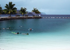 １月のパラオーシュノーケリング