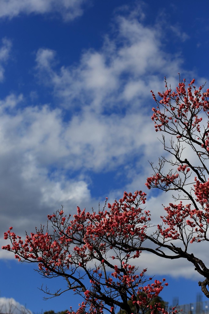 少しづつ春の足音-2（昭和記念公園で）