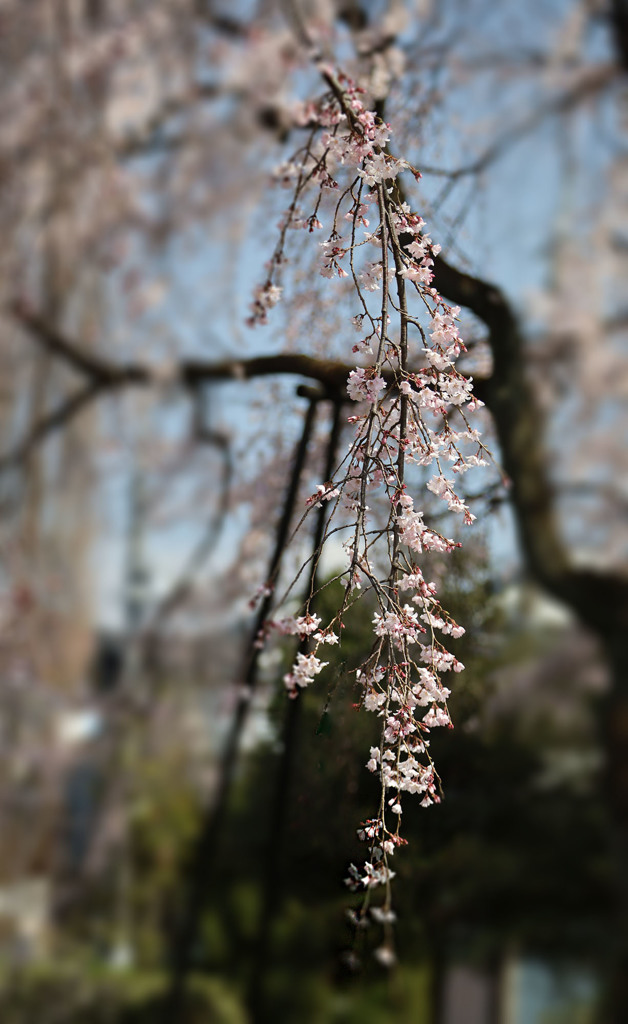東郷寺ー悠久の美Ⅱ