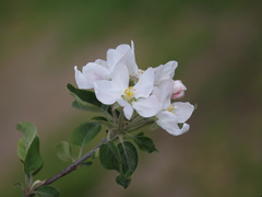リンゴ花一枝-2