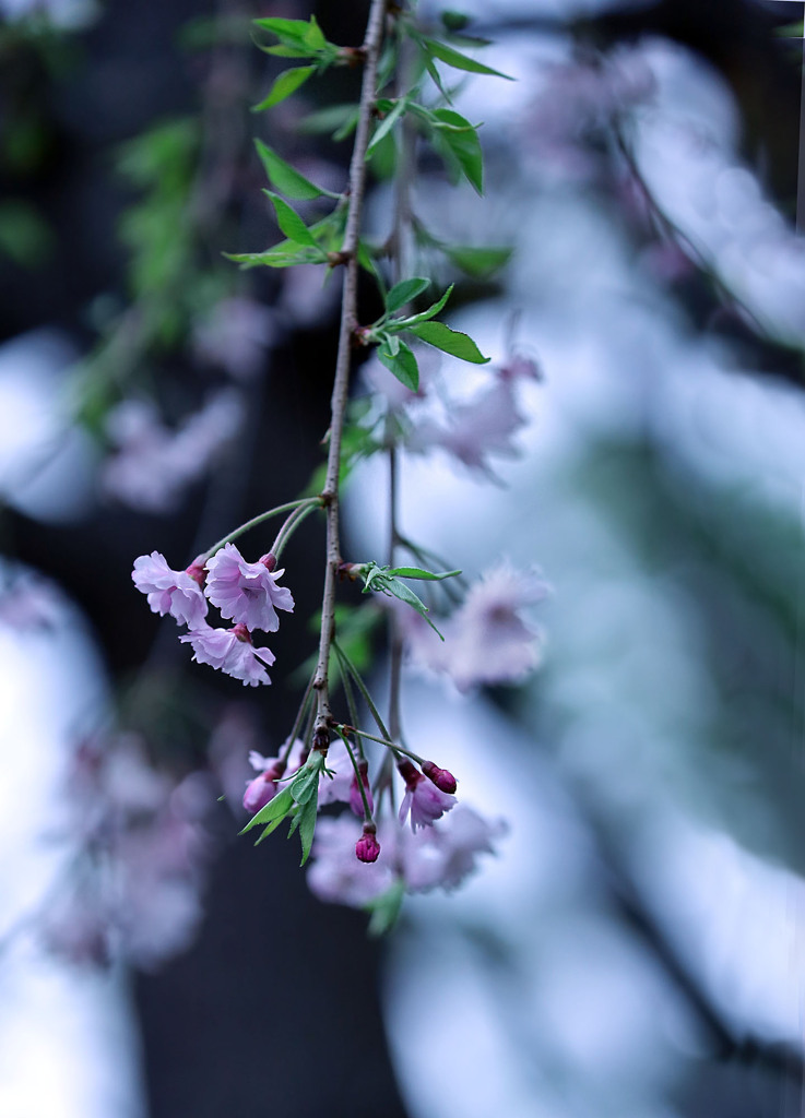 枝垂桜　風に揺れて