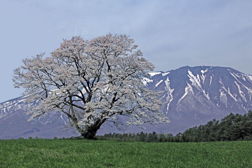 東北の一本桜