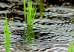 雨のフォトジェニックな稲穂の輪