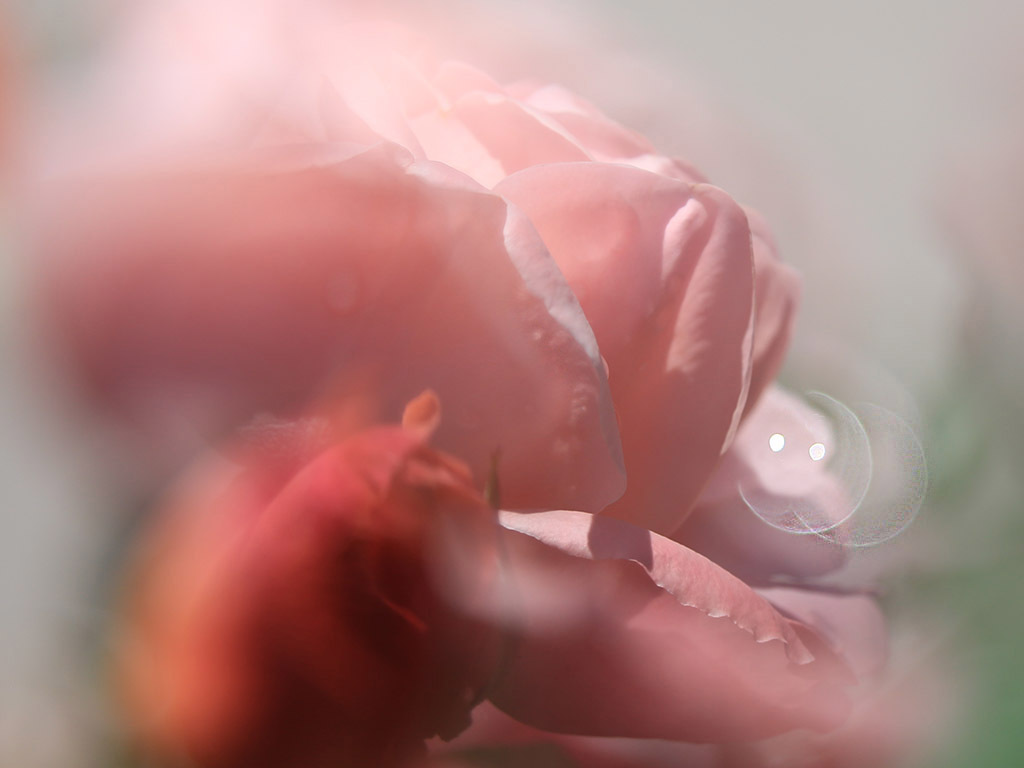 ア、ア、あなただぁれ？