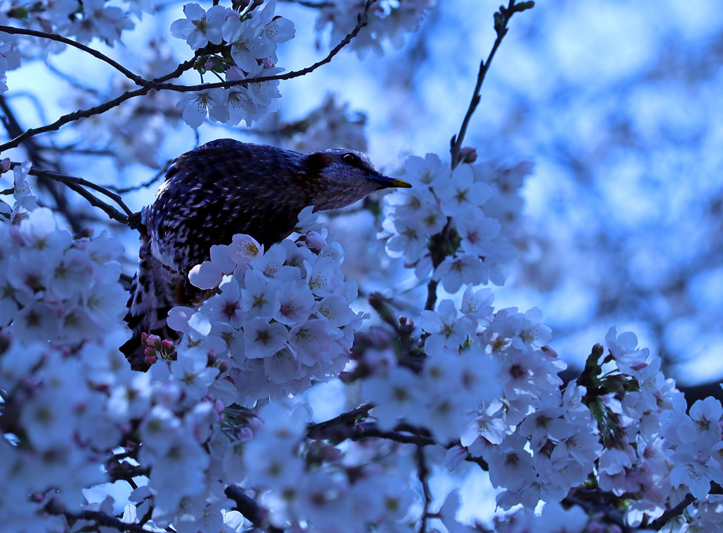 おっさん鳥の縄張りー浅川土手