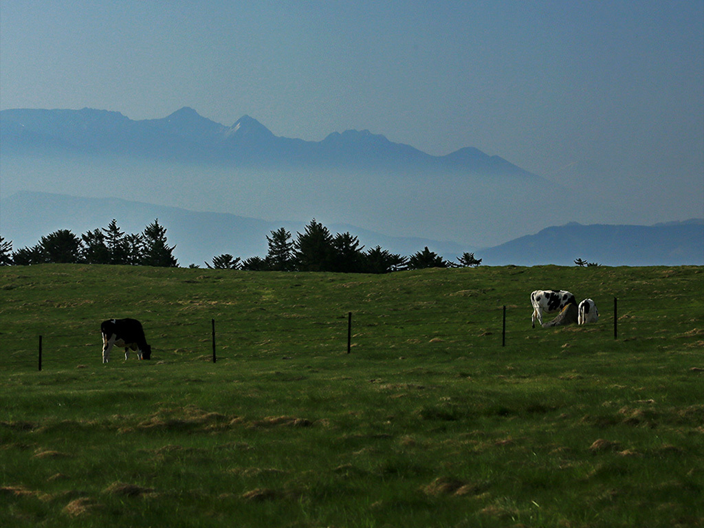 ♪牧場の朝の霧の海～