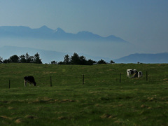 ♪牧場の朝の霧の海～