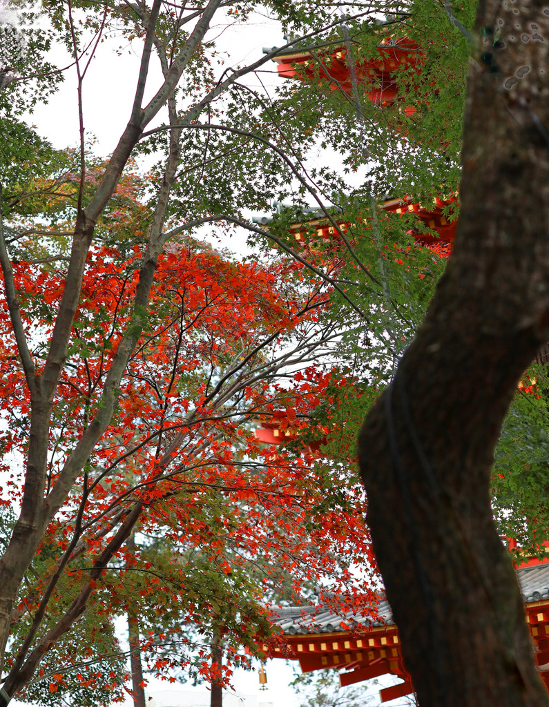 紅葉の五重塔