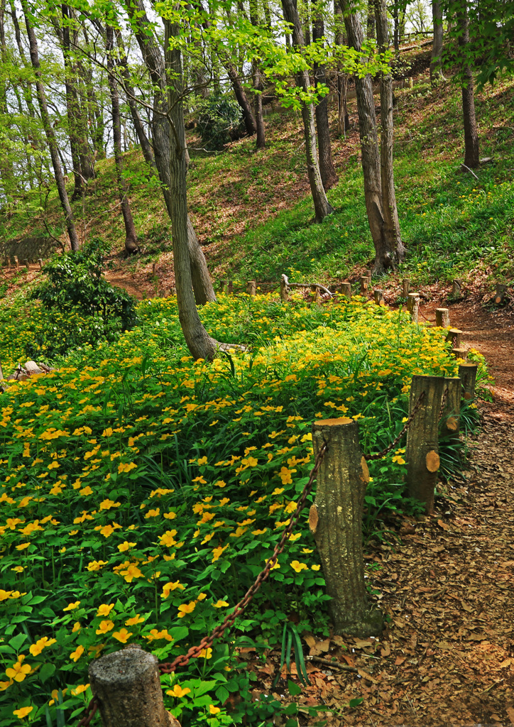 山吹草咲く道