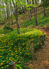 山吹草咲く道