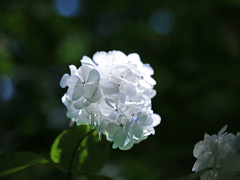 夏の装いⅠーお話しようね