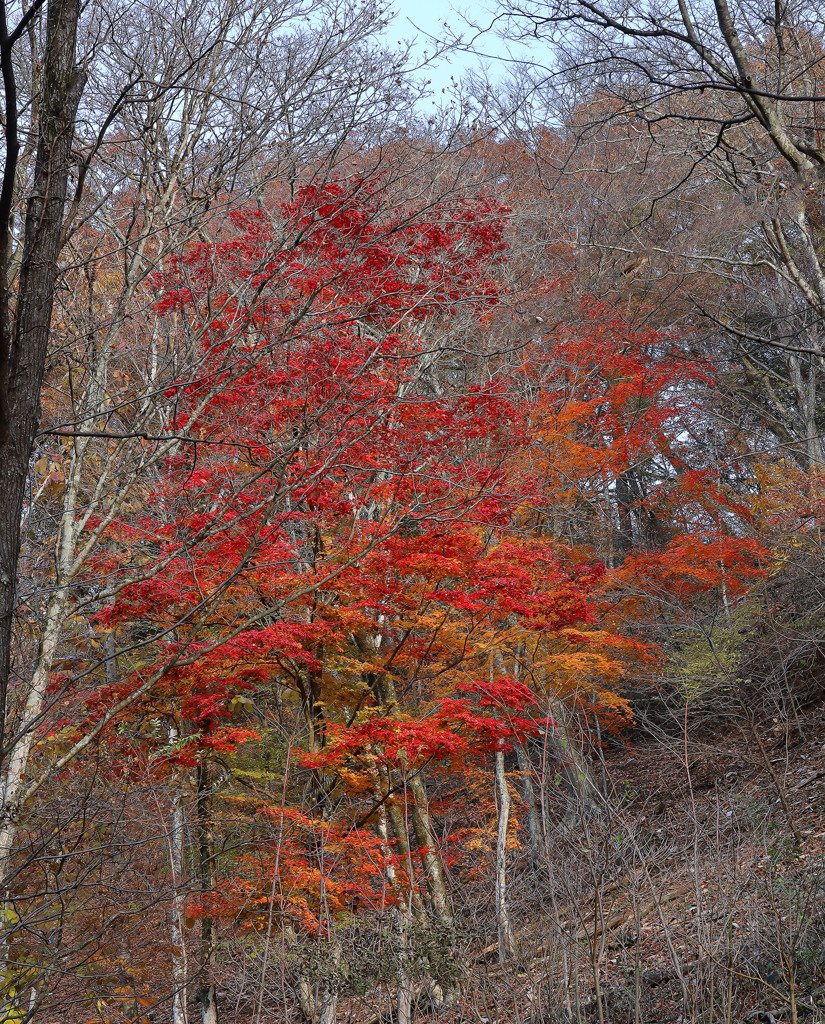 信濃の山-2