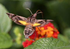 ホシホウジャク-1（1/8000秒の舞）