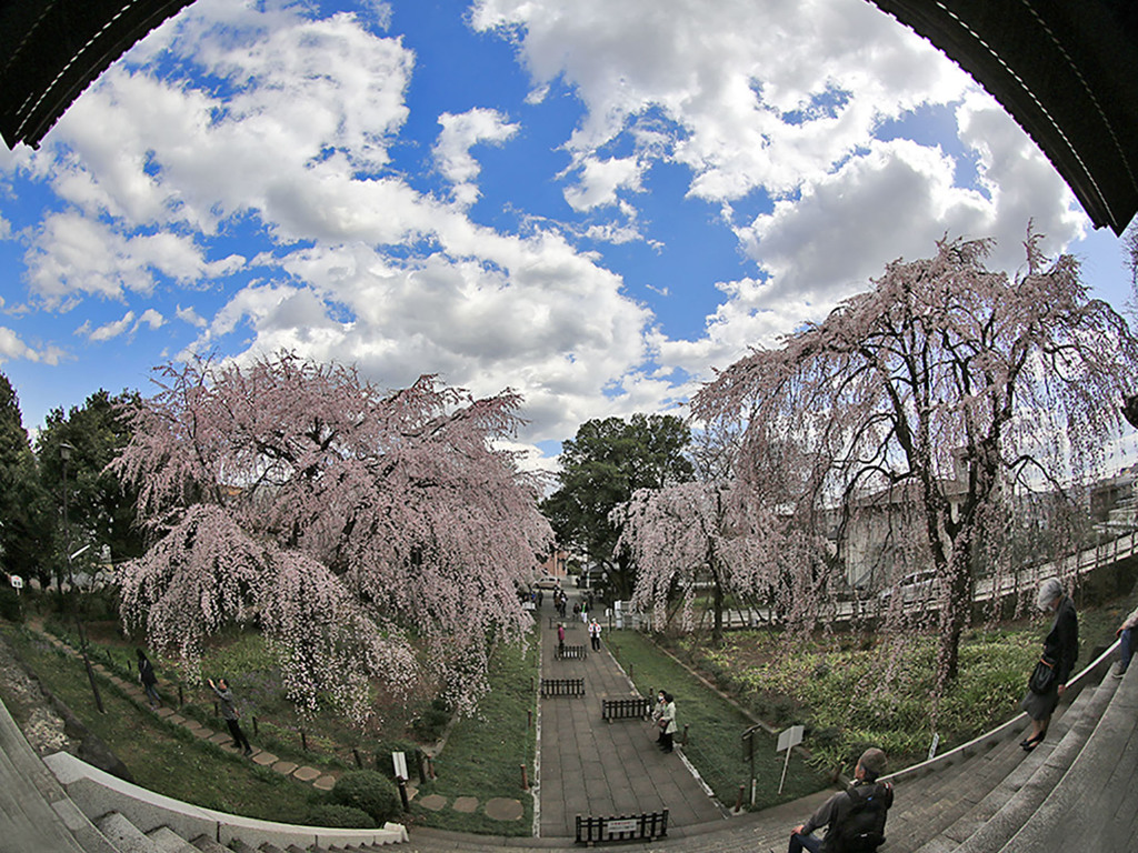 東郷寺ー大しだれ桜