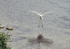 シラサギ幼鳥ー着水1秒前