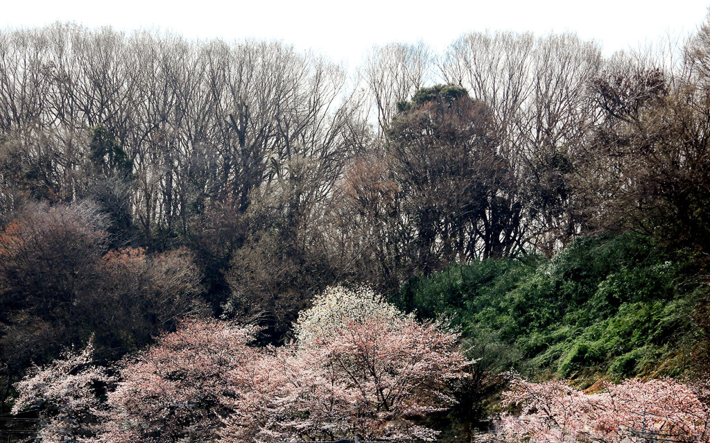 東京の里山にも春が来た～～～