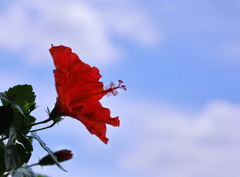 希望の赤い花ーハイビスカス-2