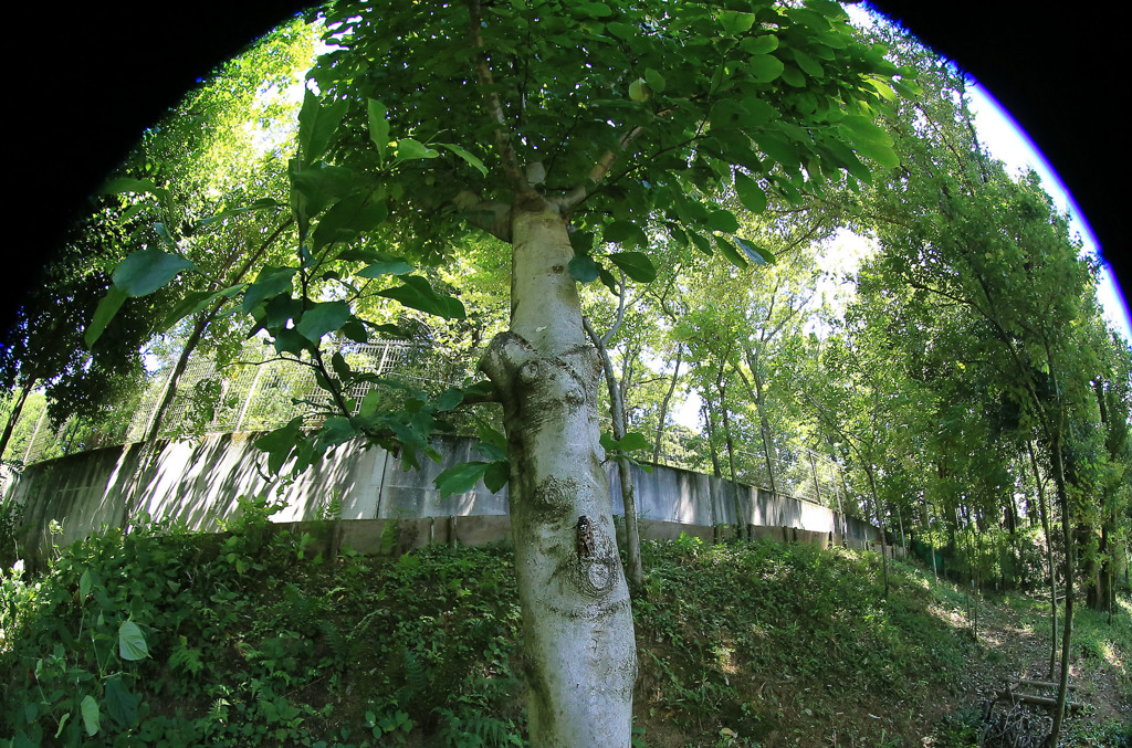 2018年の夏を生きて-2