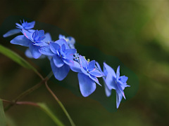 夏の装いⅢー八重アジサイ