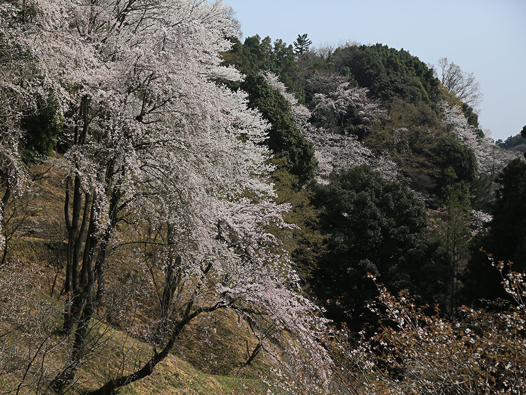 桜ー幻想即興曲-3