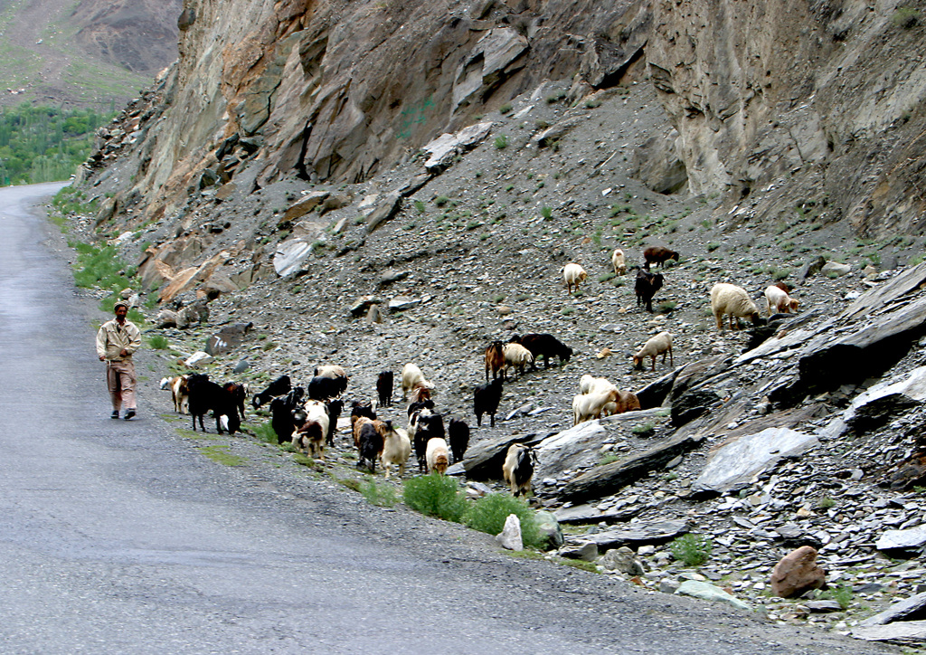 カラコルムへの旅ー羊飼い