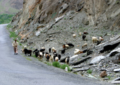 カラコルムへの旅ー羊飼い