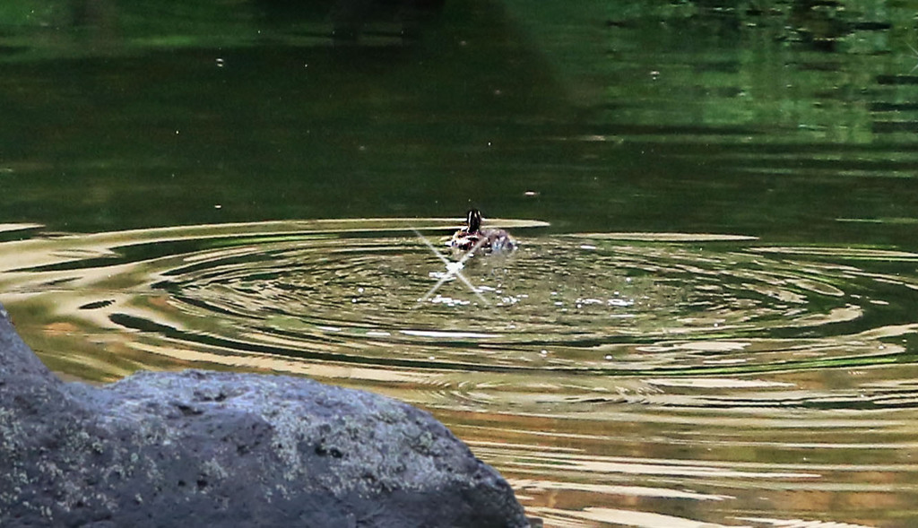 平穏を祈って（金色の輪の中で）
