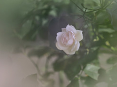 春の希望の女神Ⅱ
