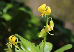 黄色カタクリ-2