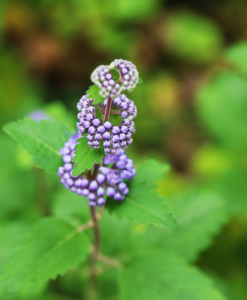秋の庭ー段菊