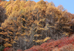 カラマツ林の紅葉ー昼11：05